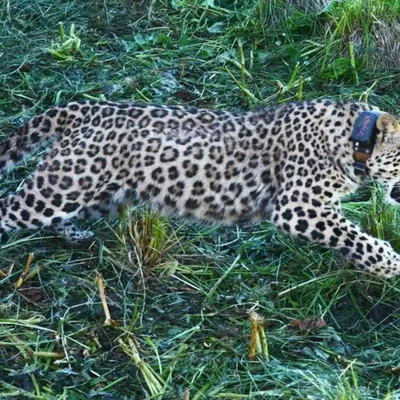 Популяция дальневосточного леопарда за девять лет увеличилась в три раза |  Пикабу