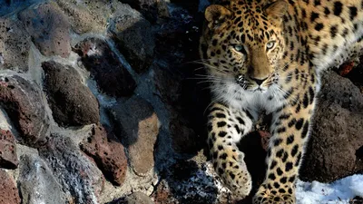6 интересных фактов о глазах леопарда | Заметки о животных | Дзен