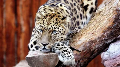 Возвращение барса. Как переднеазиатские леопарды адаптируются на Кавказе |  ОБЩЕСТВО:Экология | ОБЩЕСТВО | АиФ Ставрополь