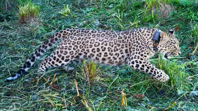 15 июля – неофициальный День леопарда на Кавказе | Русское географическое  общество
