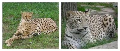 Портрет Леопарда — стоковые фотографии и другие картинки Леопард - Леопард,  Национальный парк Крюгера, Портрет - iStock