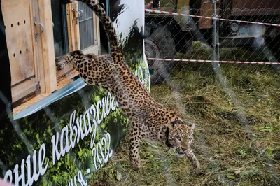 На грани вымирания: как в Приморье спасают котят редчайшего леопарда —  11.01.2023 — Статьи на РЕН ТВ