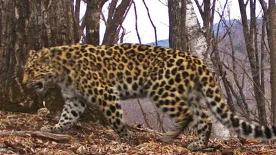 Переднеазиатских леопардов в Азербайджане стало больше