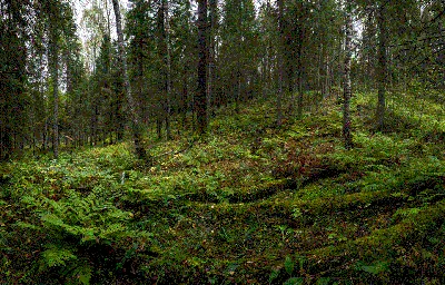 Лес на фоне гор графика Z-121 (3,0х2,7 м), купить по выгодной цене в  магазине Элизиум