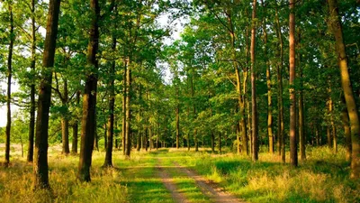 Скачать обои Солнечный лес (Лес, Солнце, Тропа) для рабочего стола 1600х900  (16:9) бесплатно, Обои Солнечный лес Лес, С… | Forest road, Forest  pictures, Forest path