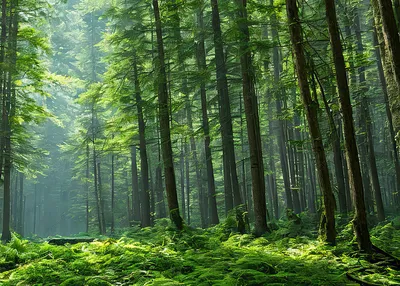 Историческая декларация на КС-26: мировые лидеры и крупнейшие корпорации  обязались восстанавливать леса | Новости ООН