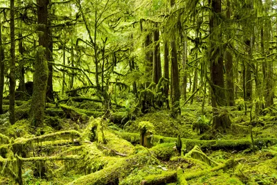 Скачать 1920x1080 лес, деревья, хвойный, зеленый, верхушки обои, картинки  full hd, hdtv, fhd, 1080p