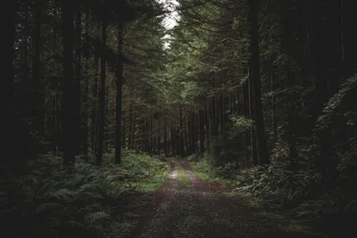 Как отправиться в лес и не заблудиться — советы специалистов / Статья