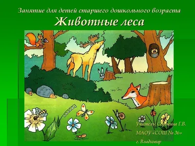 Что делать, если встретил в лесу дикое животное? - «Экология России»