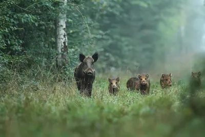 Встреча с диким животным в лесу | 04.04.2022 | Приозерск - БезФормата