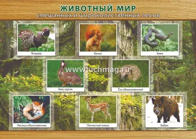 Что делать при встрече с диким животным в лесу - Советы - РИАМО в Балашихе