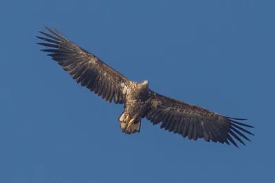 Летящий орел над красивыми полями, …» — создано в Шедевруме