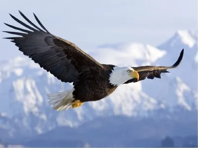 белоголовый орлан летит над заснеженной горной цепью, фото орла в полете,  орел, полет фон картинки и Фото для бесплатной загрузки