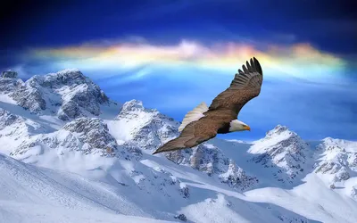 Картина летящий орёл Картина “На закате” живопись маслом - Картины Кристины  Николаенко