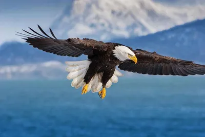 картина орла летящего над озером, фото орла в полете, орел, птица фон  картинки и Фото для бесплатной загрузки
