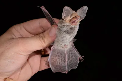 Южноамериканская летучая мышь была обнаружена учеными впервые за сто лет -  Газета.Ru | Новости