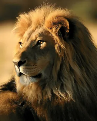лев - царь зверей с золотой короной на голове. Стоковое Изображение -  изображение насчитывающей мазок, вышесказанного: 274940309