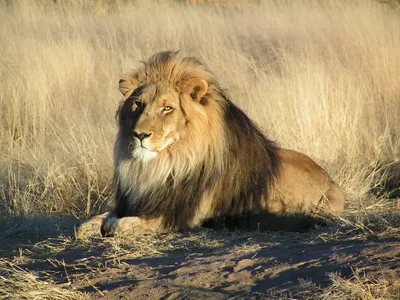 Лев, царь зверей | Пикабу