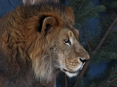 Футболка Krasar варенка - Лев царь зверей купить в интернет-магазине Q-SHOP