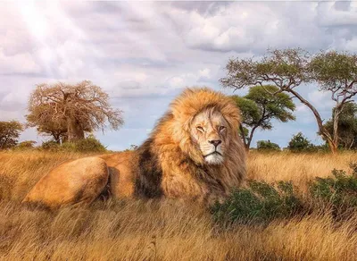 Табличка «Лев царь зверей. Не дразнить»