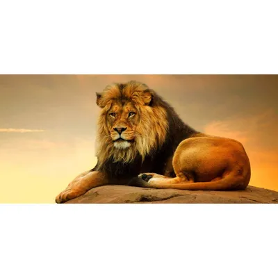 Картина по номерам Strateg VA 0899 Лев царь зверей купить по низкой цене в  Кишинёве, Бельцах, Кагул, Комрате, Тараклии, Молдове / Интернет-магазин  MAXIMUM