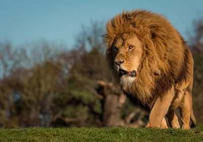 Масайский лев — Википедия