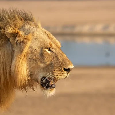 К чему снится лев: толкование снов про льва