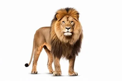 Знак зодиака лев, красиво» — создано в Шедевруме
