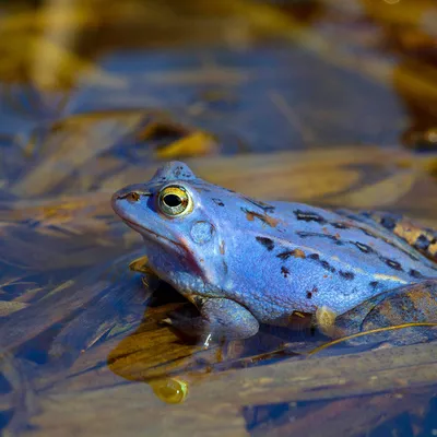 Подростки заставили самца лягушки стать голубым впервые за 700 лет: Звери:  Из жизни: Lenta.ru