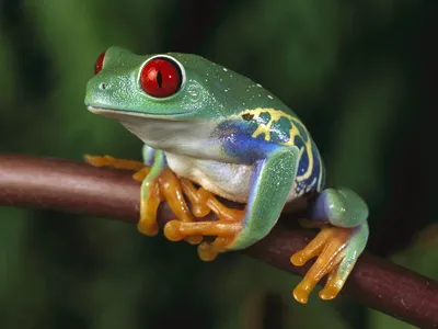 Из-за повышения температуры лягушки и жабы становятся «вегетарианцами»