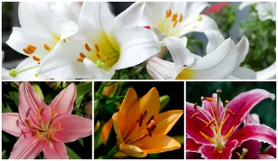 Обои фото 368x280 см Цветок лилии на волнах 3D (12571P10)+клей  (ID#1540136391), цена: 1400 ₴, купить на Prom.ua