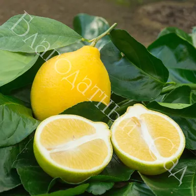 3 026 606 рез. по запросу «Лимон» — изображения, стоковые фотографии,  трехмерные объекты и векторная графика | Shutterstock
