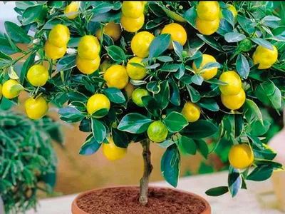 Состав лимона | Pavlovolimon