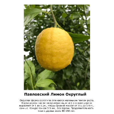 Польза и вред лимонов: во что верить, а что считать преувеличением — читать  на Gastronom.ru