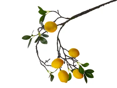 Лимон и половинка лимона фотография Stock | Adobe Stock