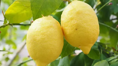 Лимон: польза и вред, как правильно есть, советы врача | РБК Life