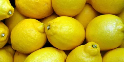 Комнатный лимон: уход в домашних условиях, фото, сорта, пересадка, болезни  и вредители цветка