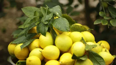 Видеорецепт: лимонный десерт — Zira.uz