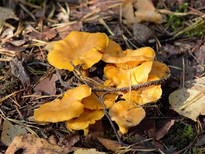 Лисички: описание гриба, где растет, виды, съедобность, фото в лесу