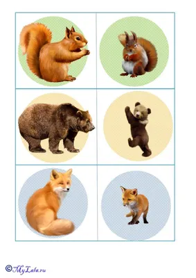 Ідеї на тему «Лісові звірі» (15) | тварини, ігри зі словами, декор класу