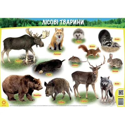 Плакат Лісові тварини ФОРМАТ А1. Вид.\"Ранок\",\"Зірка\" (ID#1177378235), цена:  30 ₴, купити на Prom.ua