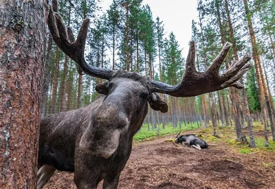 Працоўная слава - Охота на лося, благородного оленя и лань начнется в  Беларуси с 20 августа