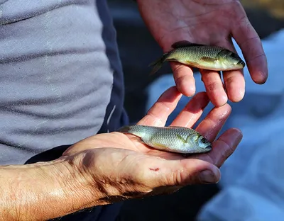 Ловись рыбка большая-маленькая» — создано в Шедевруме