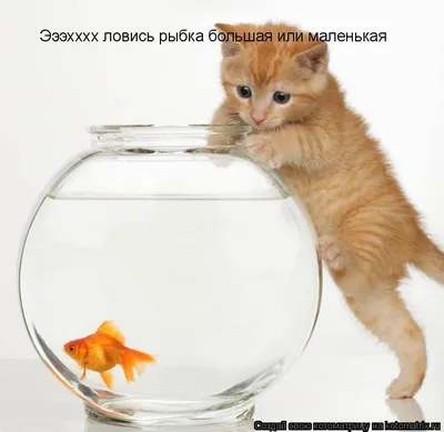 Ловись, рыбка, большая и маленькая - suzungazeta.ru