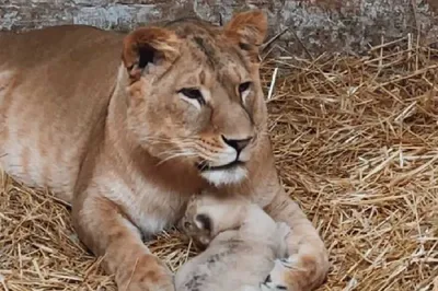 В Кыргызстане в зоопарк подбросили двух львят — видео