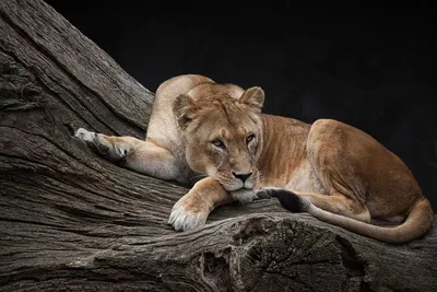Может ли львица предать своего короля или она верна ему до последнего? |  Заметки о животных | Дзен