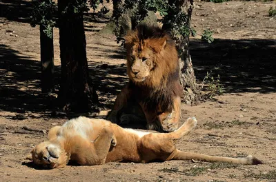 Скачать 800x1420 львица, лев, животное, большая кошка, хищник обои,  картинки iphone se/5s/5c/5 for parallax