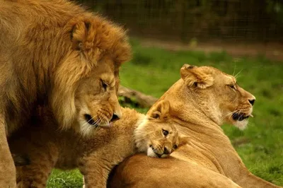 Картинка лев львица и львенок - 69 фото