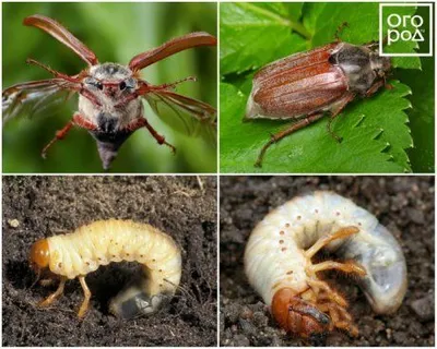 Майский жук: каким растениям угрожает и как бороться с его личинками | Дела  огородные (Огород.ru)