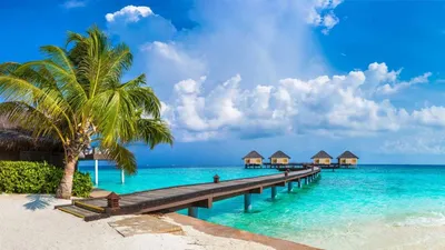 Мальдивские острова, 4k, 5k, пальмы, рай, отпуск, отдых, путешествие,  бронирование, остро… | Wallpaper iphone summer, Summer sunset nature,  Nature photography trees